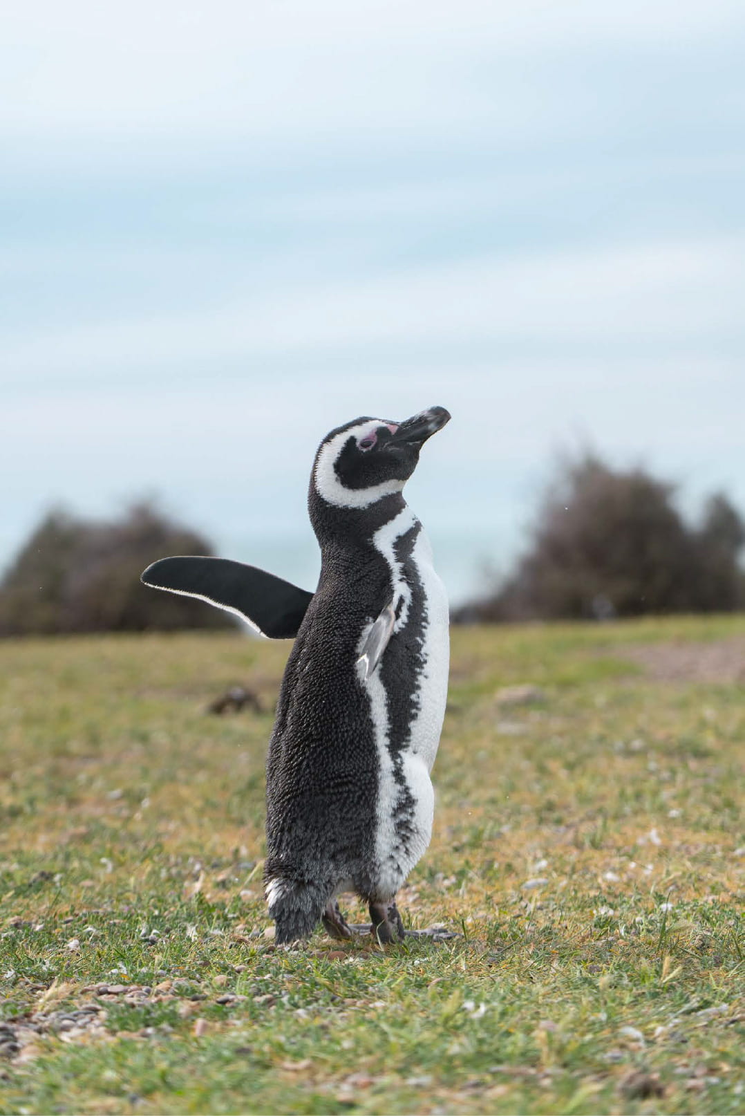 Pingüinos de Magallanes
