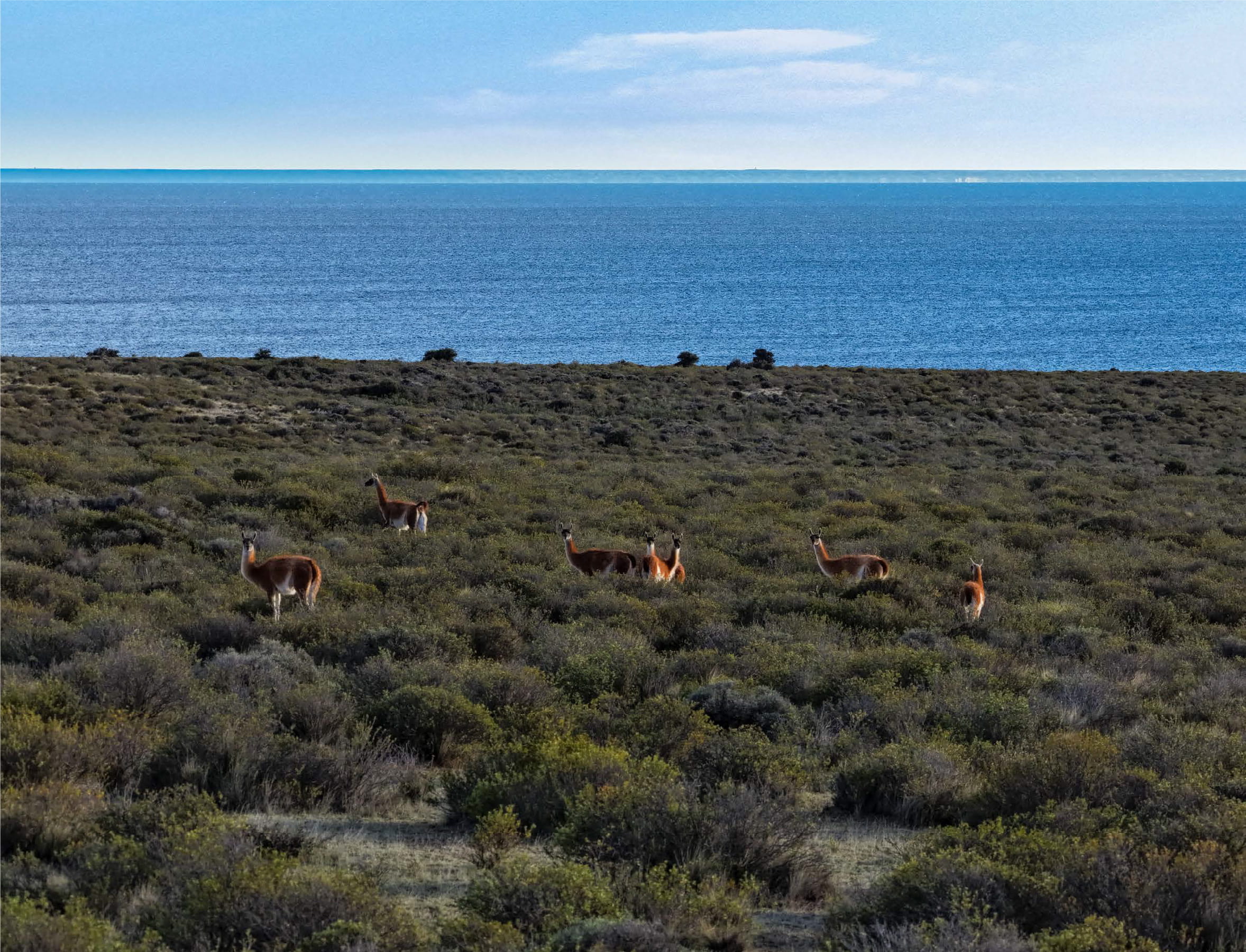 Guanaco