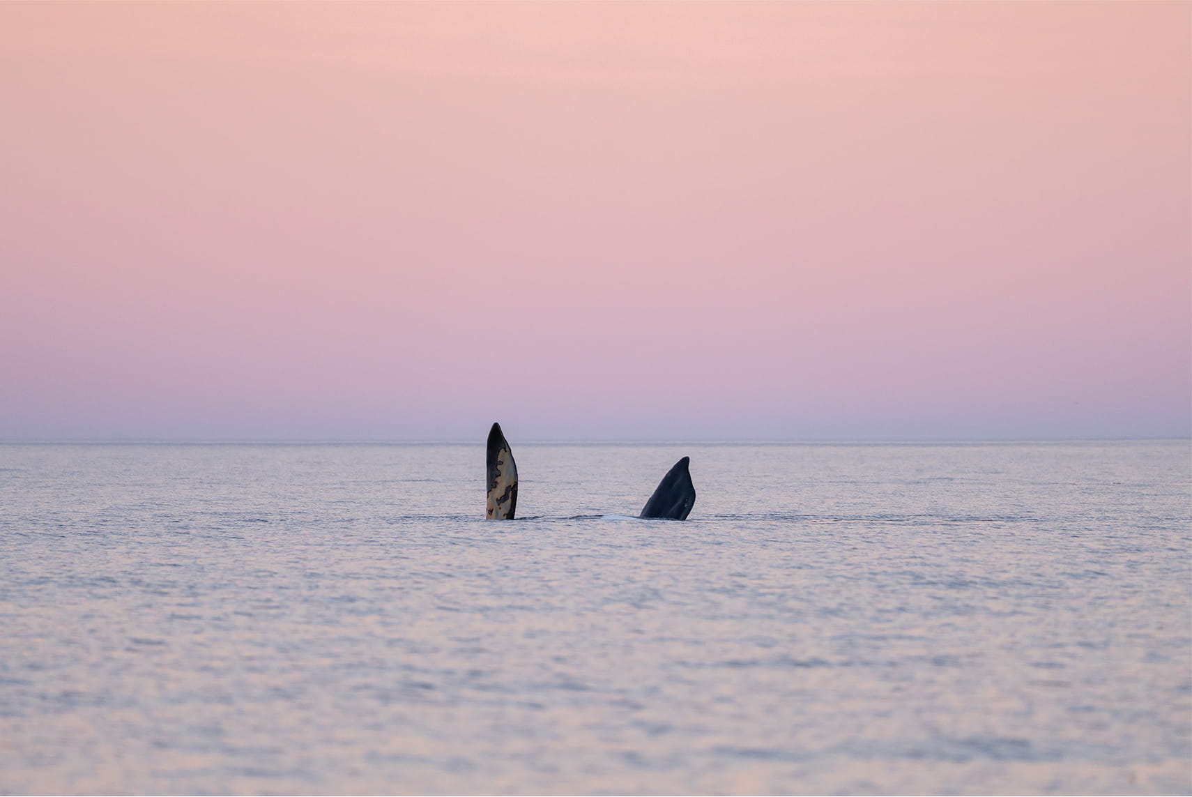 Ballenas en el Golfo Nuevo, Patagonia