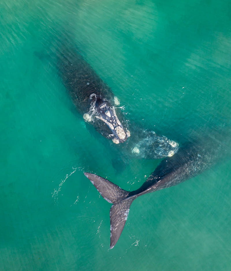 Ballenas en el Golfo Nuevo