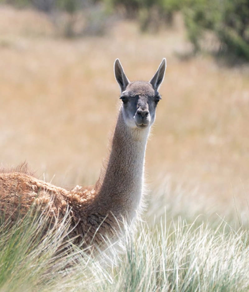 Guanaco en la estepa